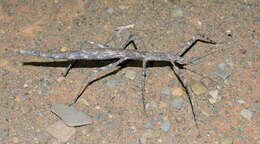 Image of Bactrododema krugeri Brock 2004