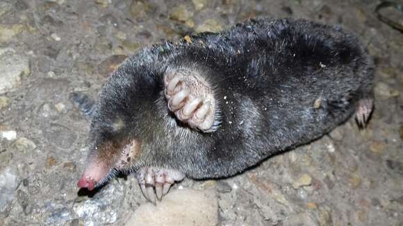 Image of Iberian Mole