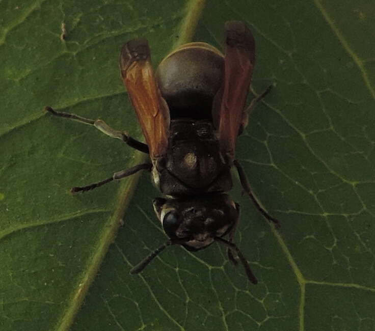 Image of Mexican Honey Wasp