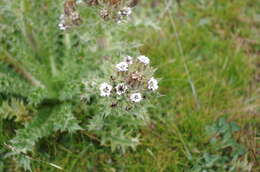 Image of Perezia multiflora subsp. multiflora