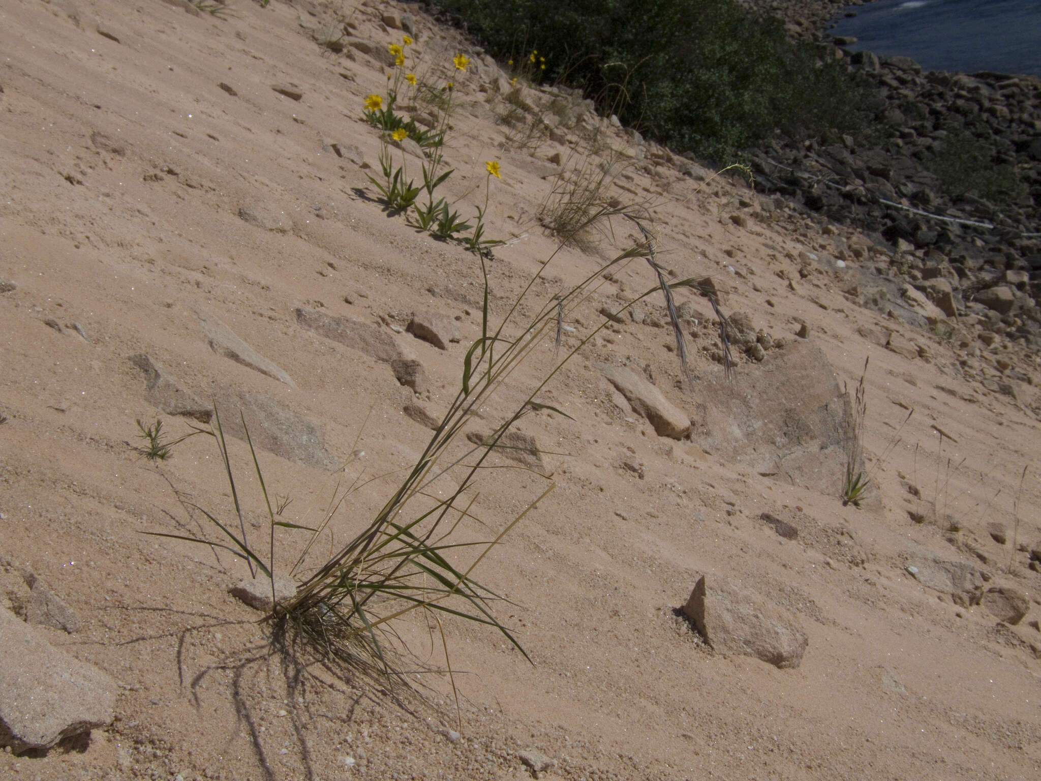 Imagem de Elymus confusus (Roshev.) Tzvelev