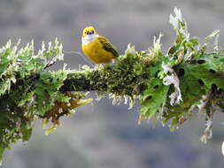 Image of Silver-throated Tanager