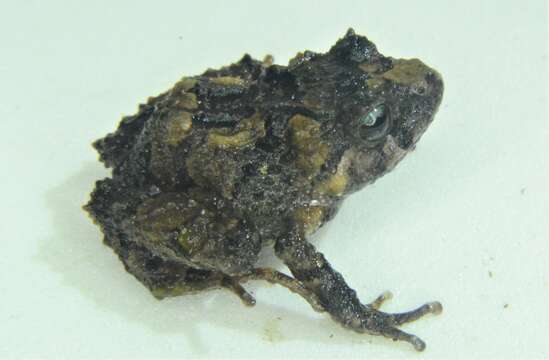 Image of Pristimantis leoni (Lynch 1976)