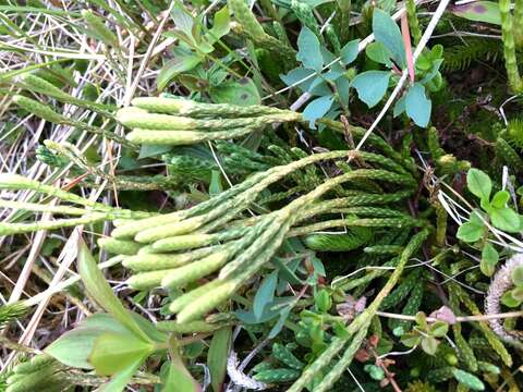 Image of Alpine Creeping-Cedar