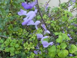 Image de Plectranthus saccatus Benth.