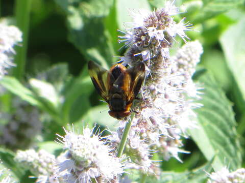 Image of Phasia hemiptera (Fabricius 1794)