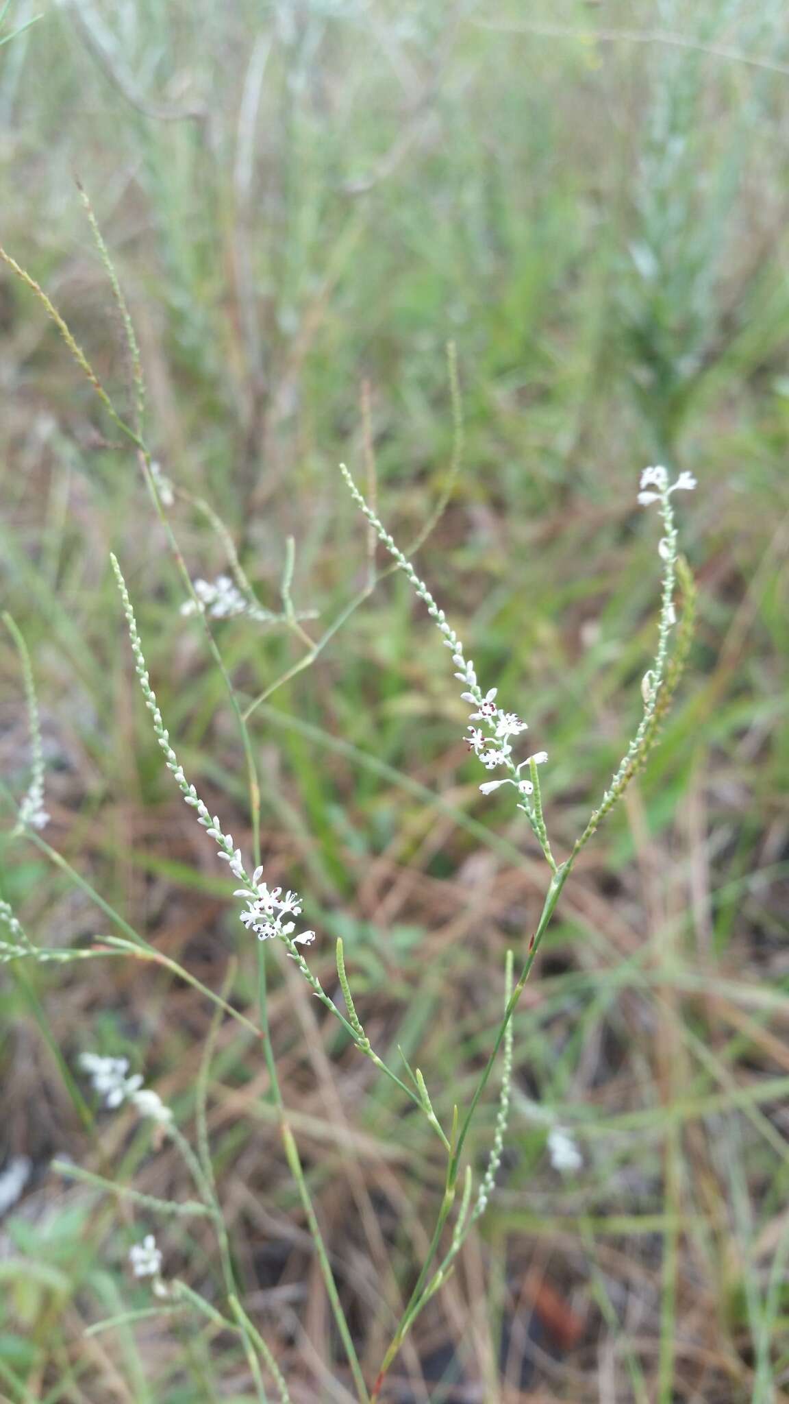 Image of hairy jointweed