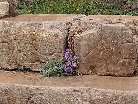 Image de Campanula topaliana Beauverd