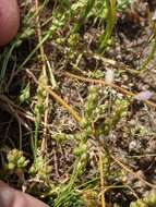 صورة Plantago pusilla Nuttall