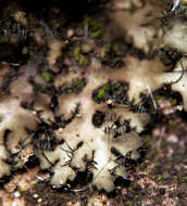 Image of hispid wreath lichen