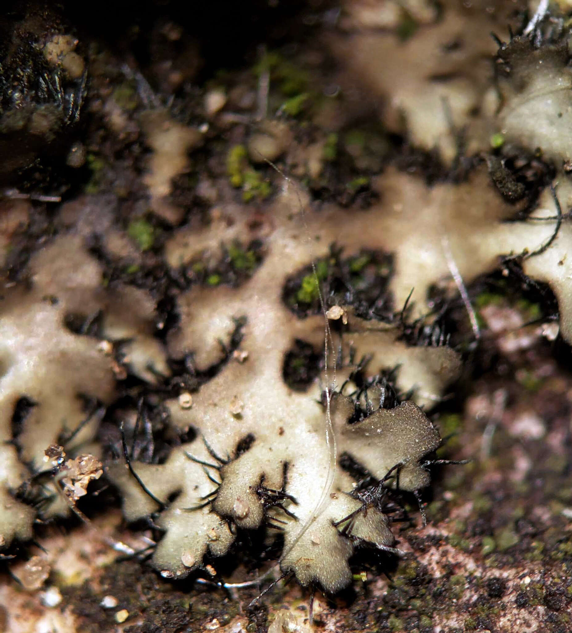 Image of hispid wreath lichen