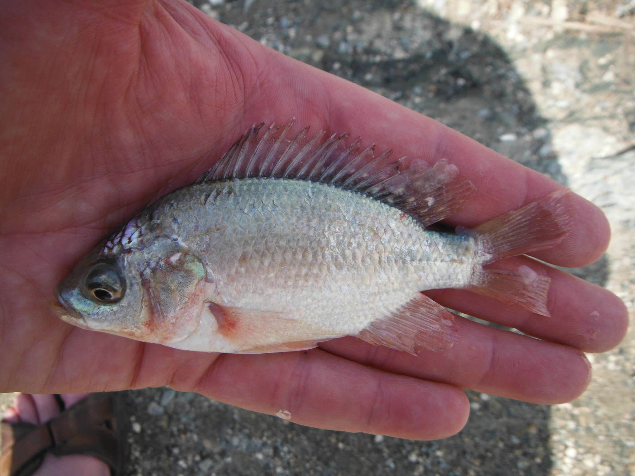 Oreochromis esculentus (Graham 1928) resmi