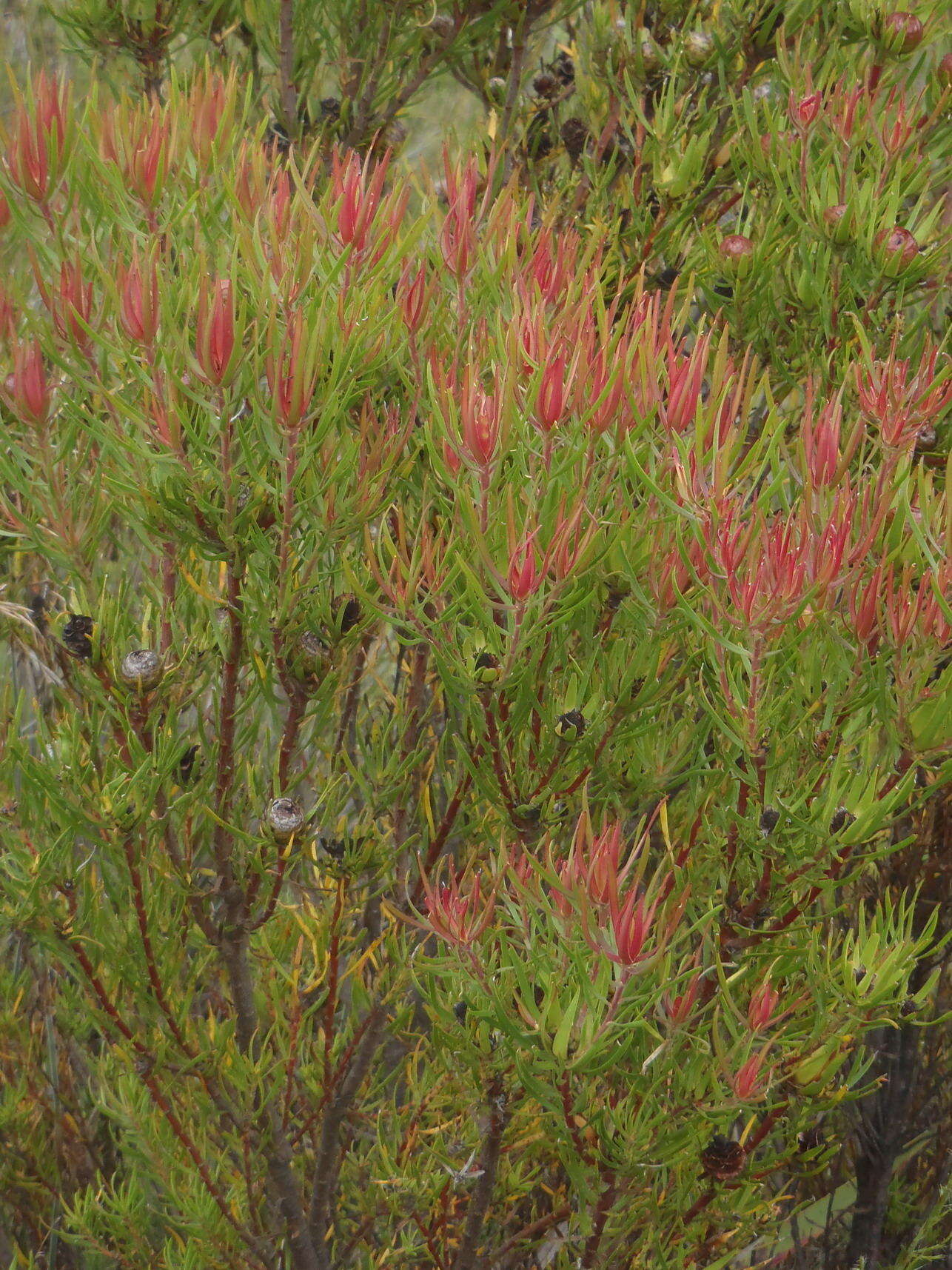 Image of Leucadendron spissifolium subsp. fragrans I. J. M. Williams