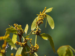 Слика од Phoradendron nervosum Oliver