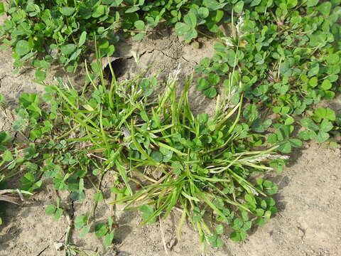 Image of Annual Meadow Grass