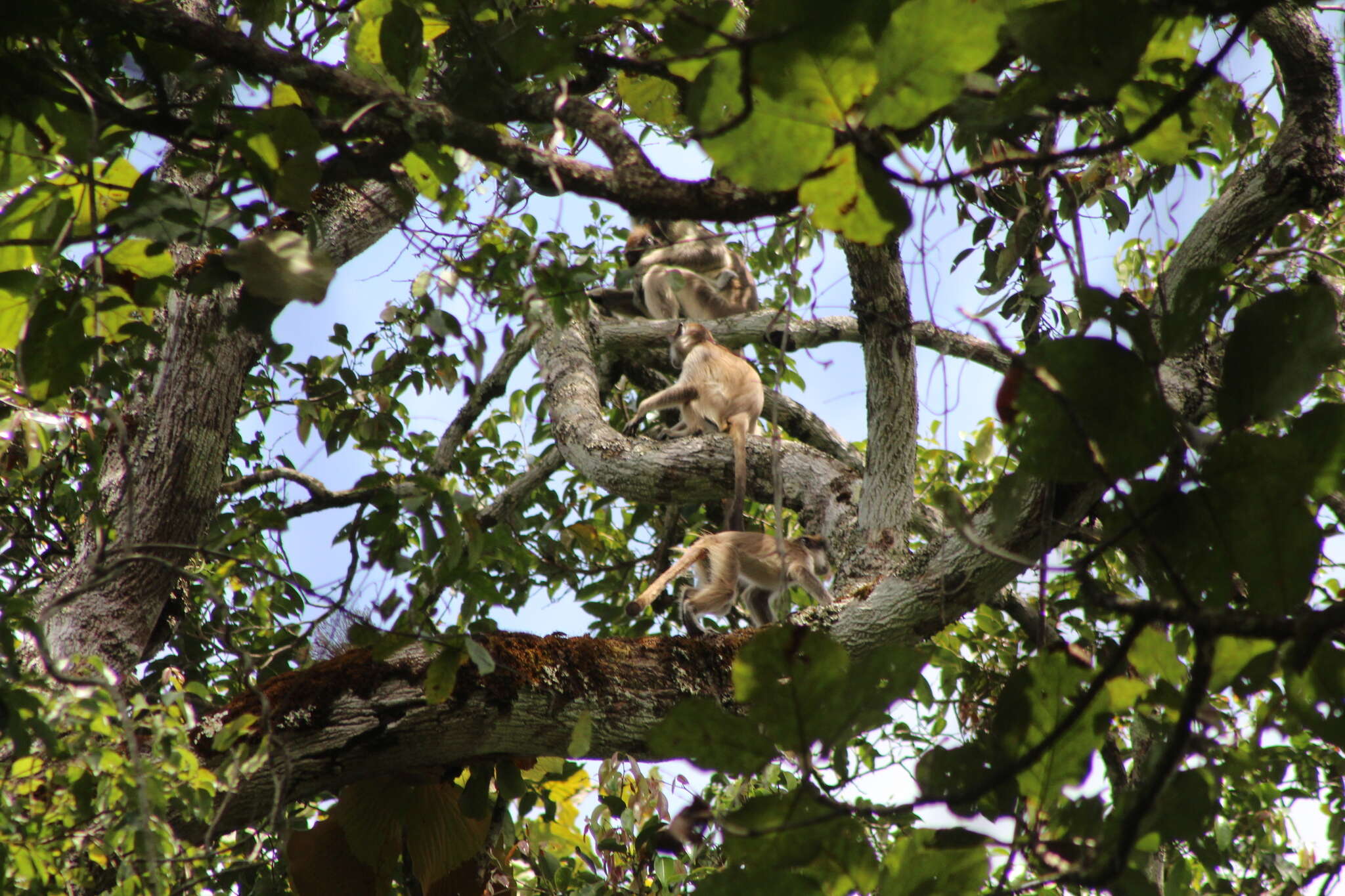 Piliocolobus oustaleti (Trouessart 1906) resmi