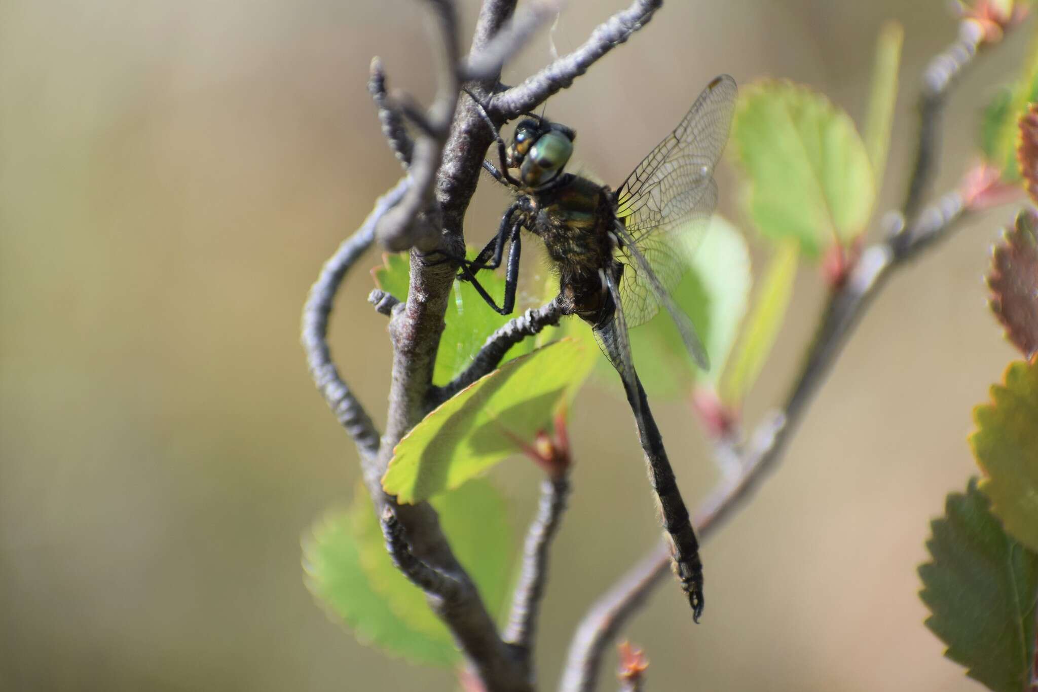 Image of Whitehouse's Emerald