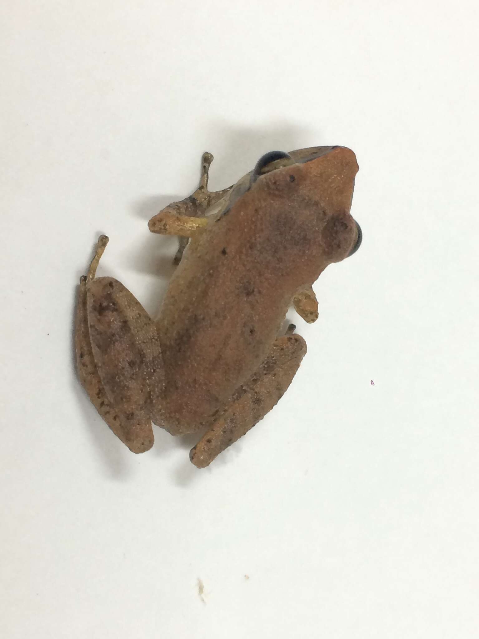 Image of Paulo's Robber Frog