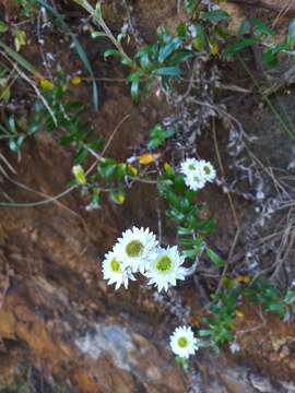 Image of Anaphalioides hookeri (Allan) A. A. Anderberg