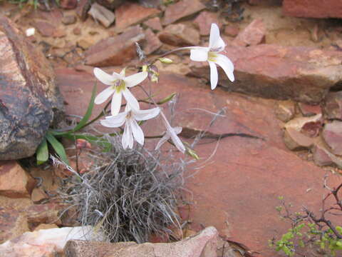 Imagem de Tritonia pallida subsp. pallida