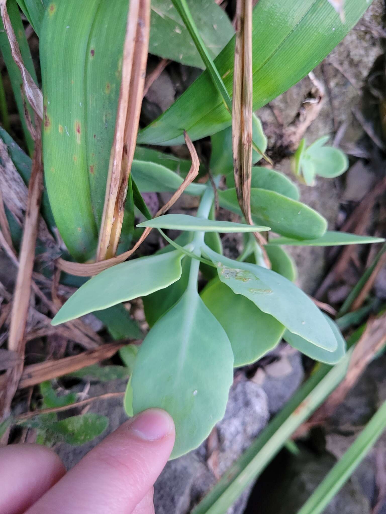 Sivun Hylotelephium spectabile (Boreau) H. Ohba kuva