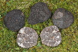 Image of Black Périgord Truffle