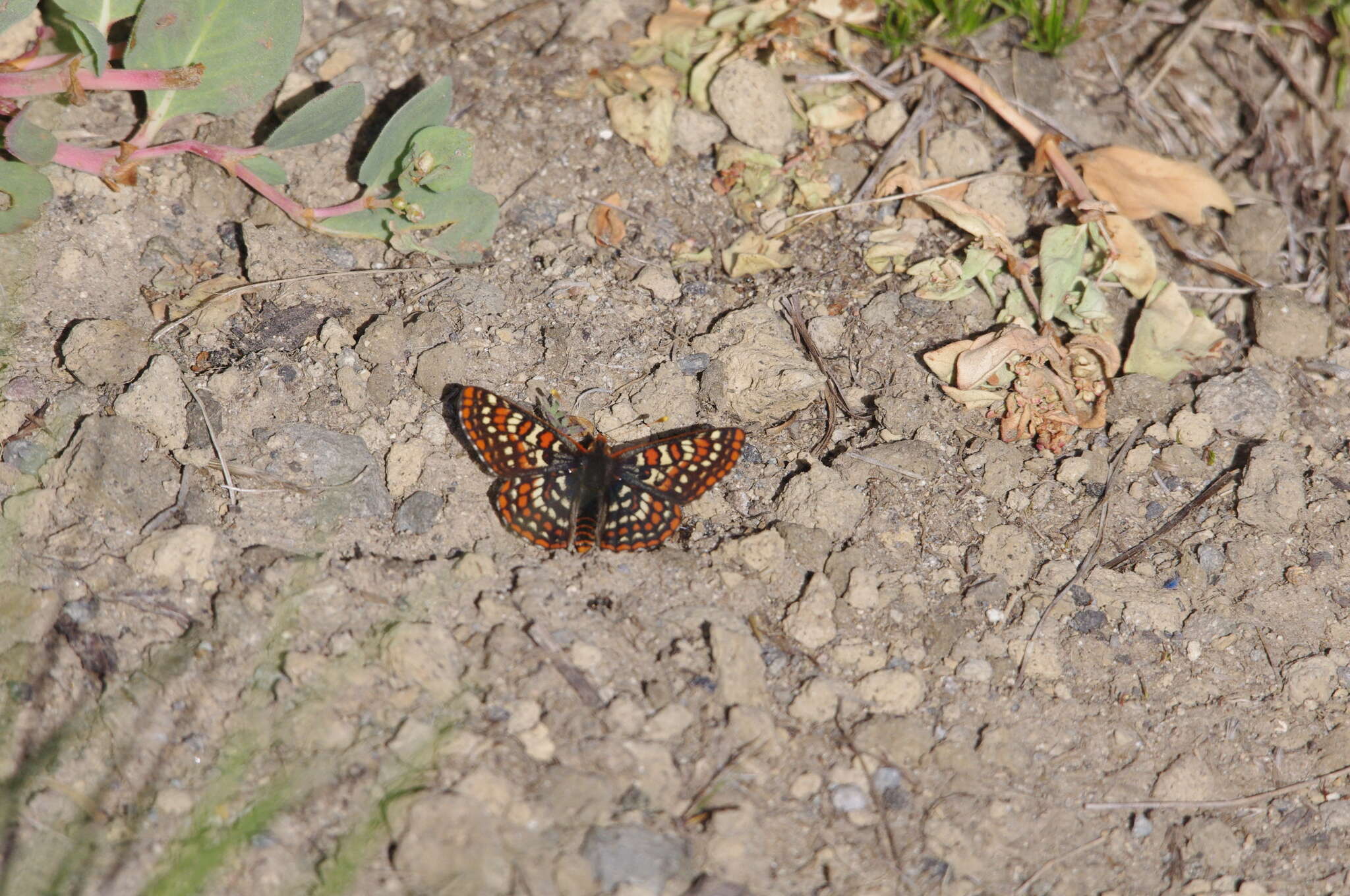 Image de Euphydryas editha (Boisduval 1852)