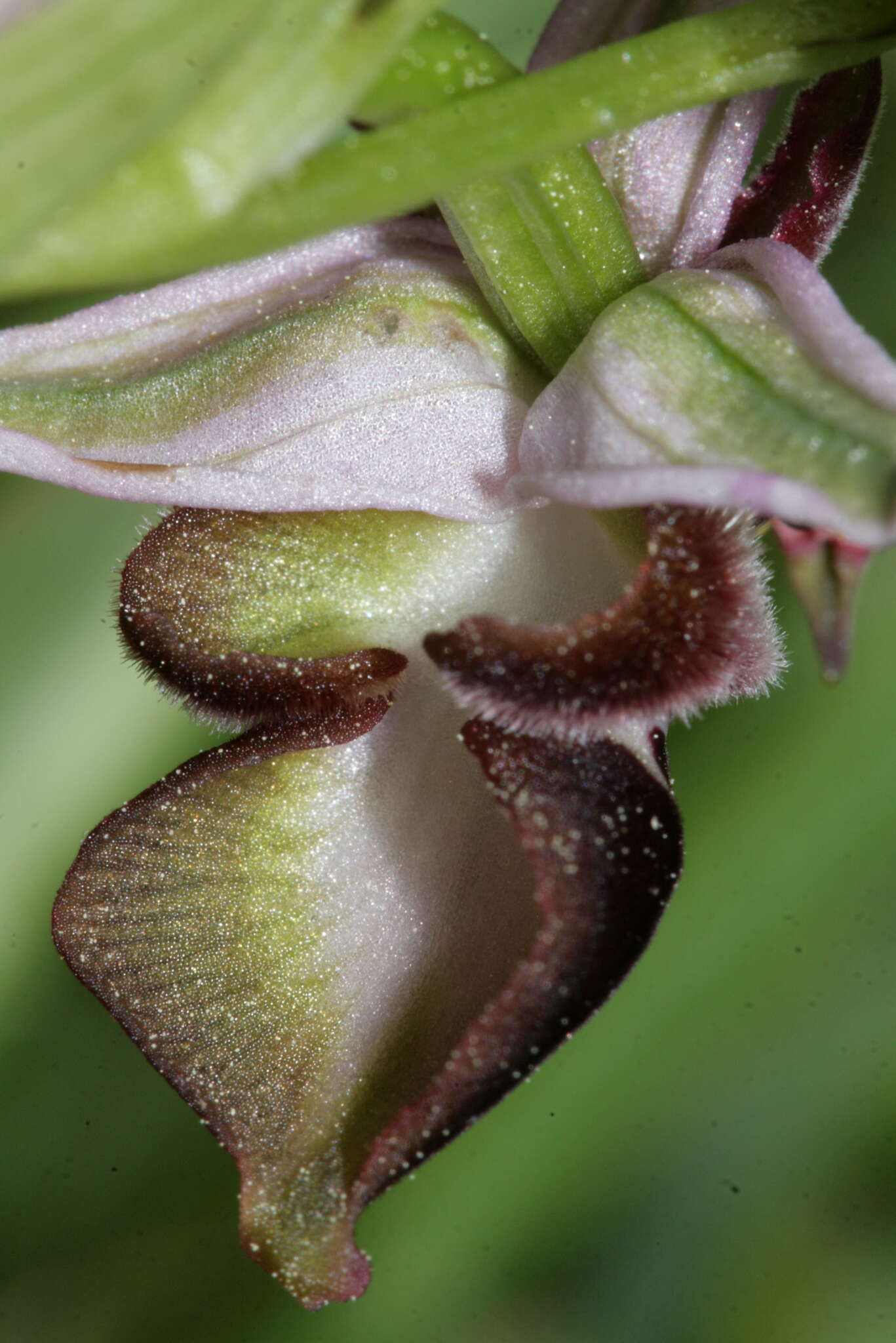 Слика од Ophrys reinholdii subsp. reinholdii