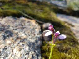 Image of Eriochilus scaber Lindl.