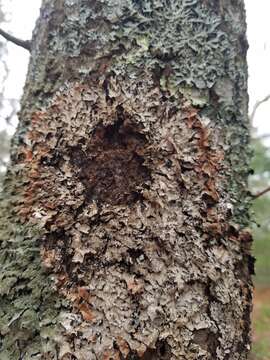 Image of shield lichen