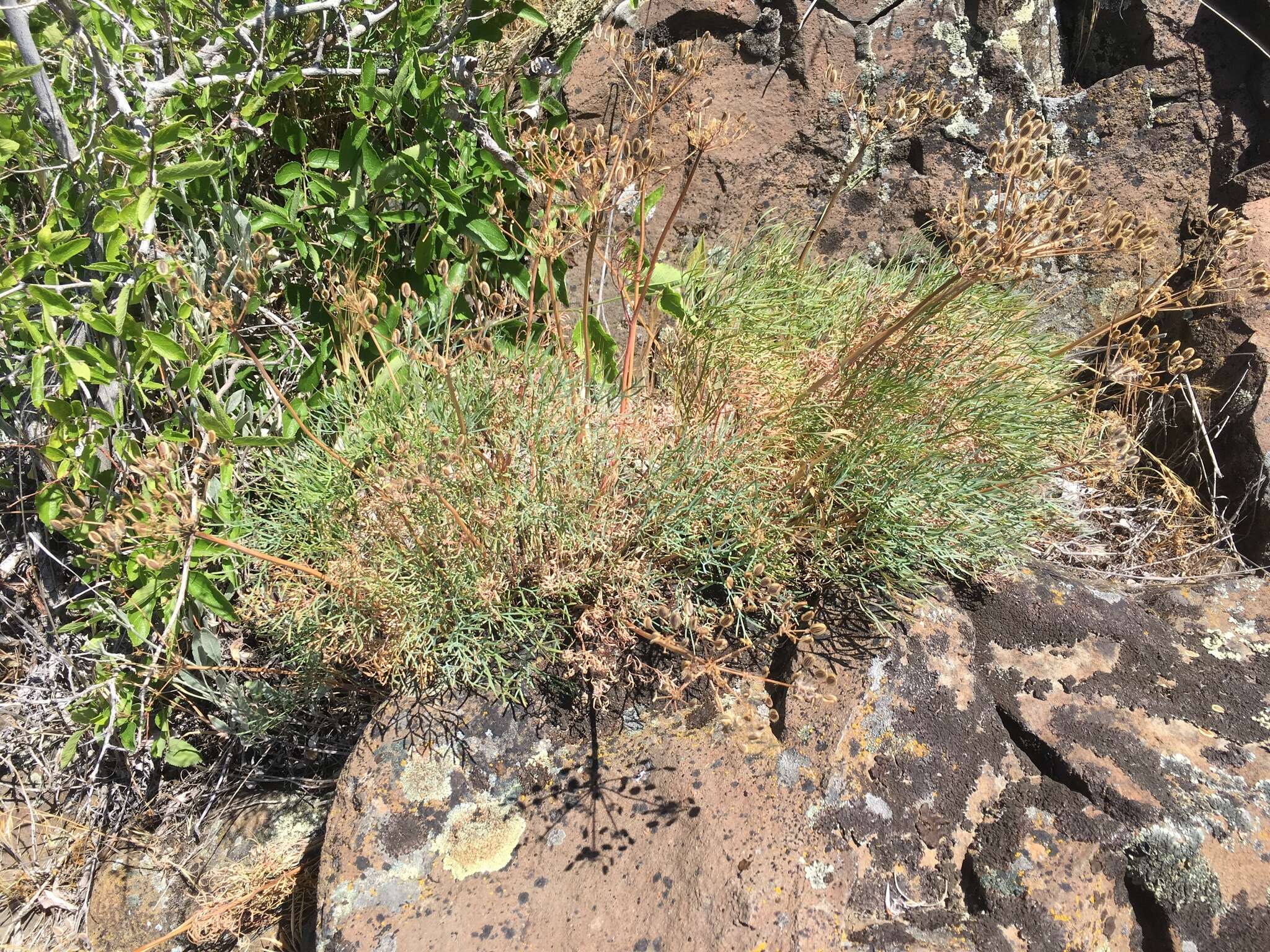 Image of Slickrock biscuitroot