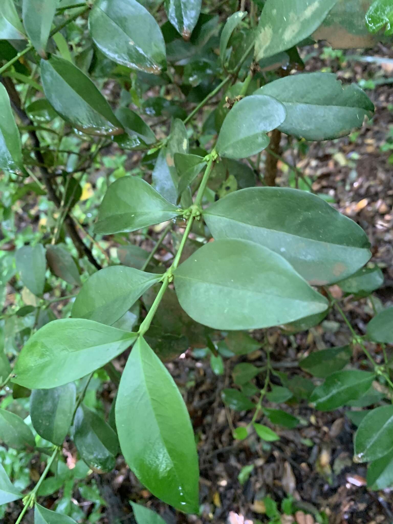 Image of Buxus natalensis (Oliv.) Hutchinson