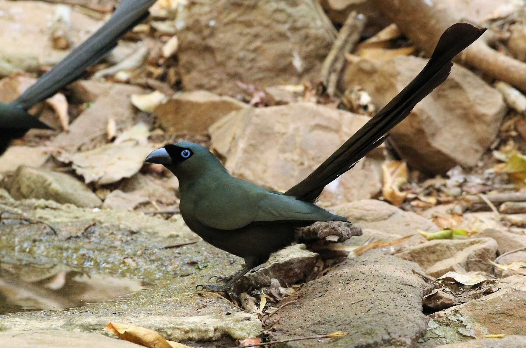 Image of Treepie