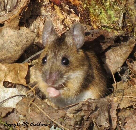 Image of Yellow-necked Field Mouse