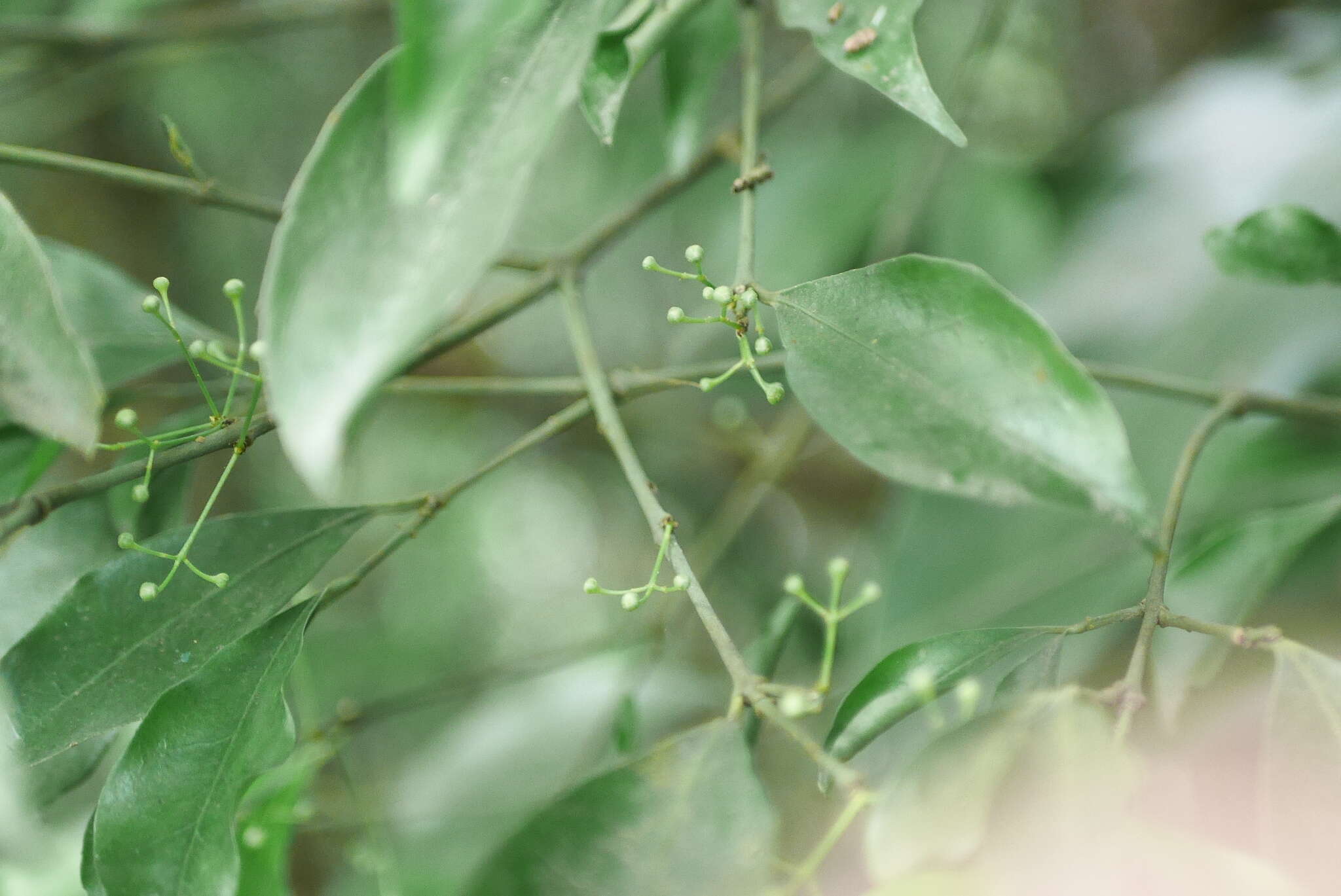 Imagem de Euonymus laxiflorus Champ. ex Benth.