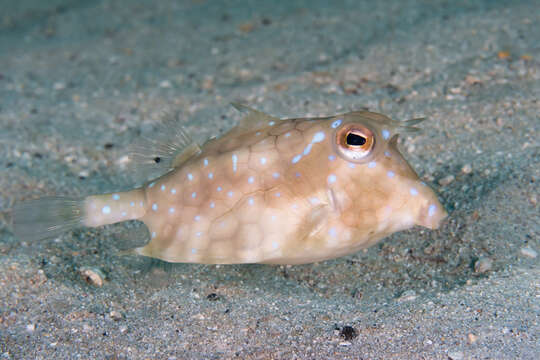 Image of Shorthorn cowfish