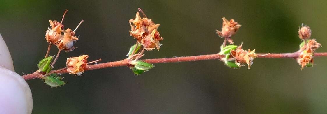 Sivun Erica thimifolia Wendl. kuva