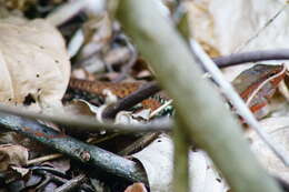 Image of Holcosus undulatus undulatus (Wiegmann 1834)