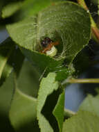 Image of Neoscona rufipalpis (Lucas 1858)