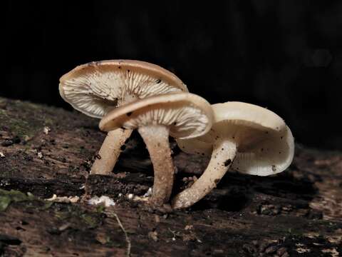 Image of Pleurocollybia cremea (G. Stev.) E. Horak 1971