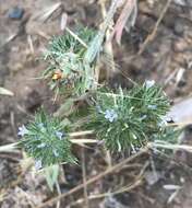 Image of Honey-Scented Pincushion-Plant