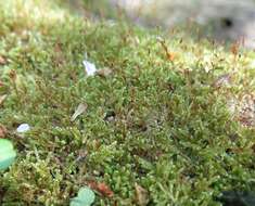 Image of hypnum moss