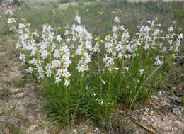 Image of Guadalupe beardtongue