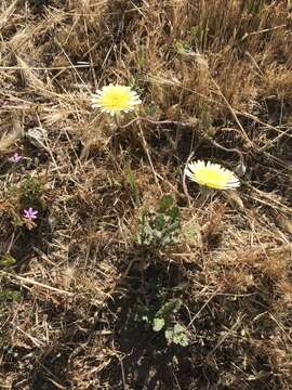 Image de Malacothrix californica DC.