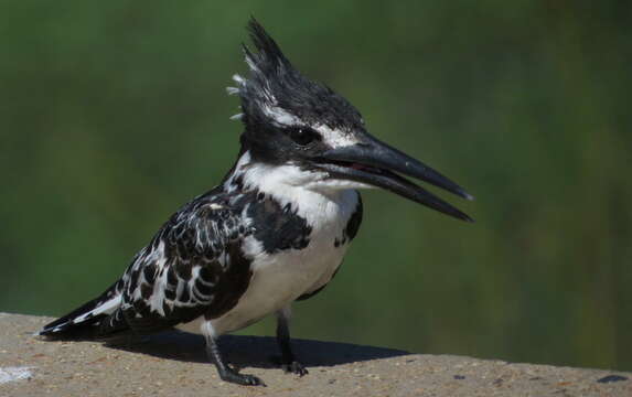 Image of Ceryle rudis rudis (Linnaeus 1758)