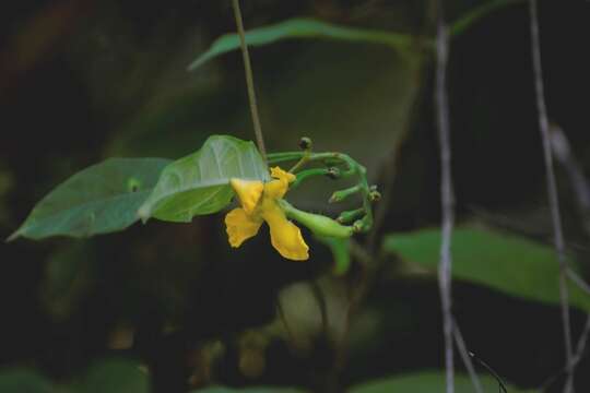 Image of Mandevilla subsessilis (A. DC.) R. E. Woodson