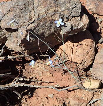 Image of Heliophila lactea Schltr.