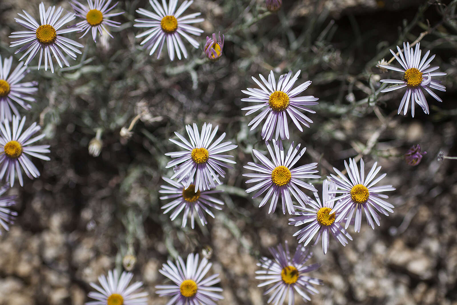 Erigeron parishii A. Gray resmi