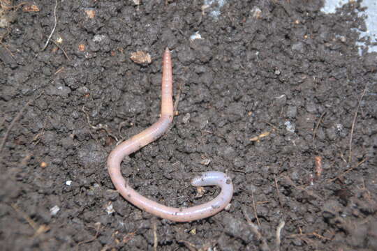 Image of Pasture Worm