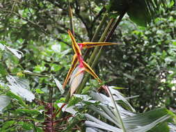 Image of Heliconia griggsiana L. B. Sm.